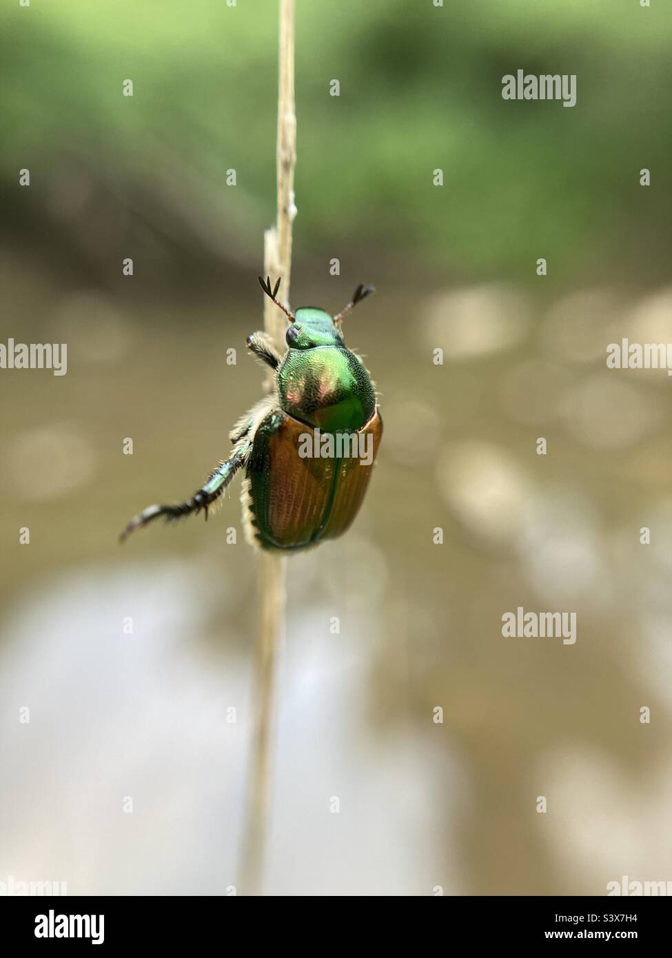 Japanese beetle hires stock photography and images Alamy