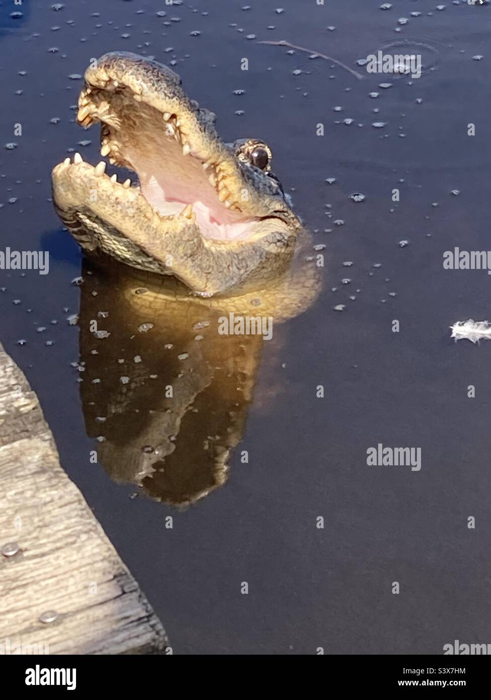 Crocodile in water Stock Photo Alamy