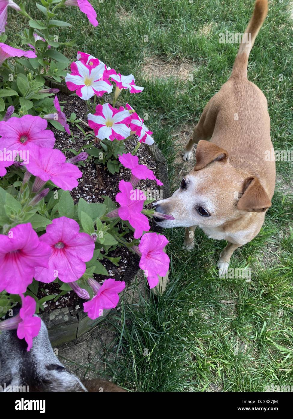 Dogs smelling flowers Stock Photo - Alamy