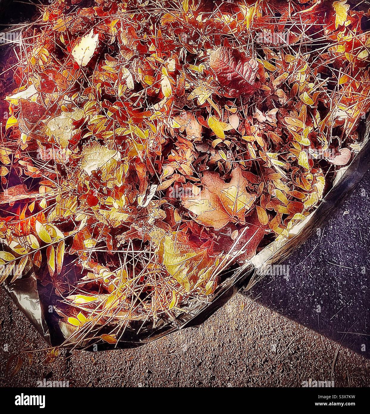 A grungy rendition of a large trash bag full of raked leaves at curbside in a neighborhood in Utah, USA. - Smartphone Captured Stock Image