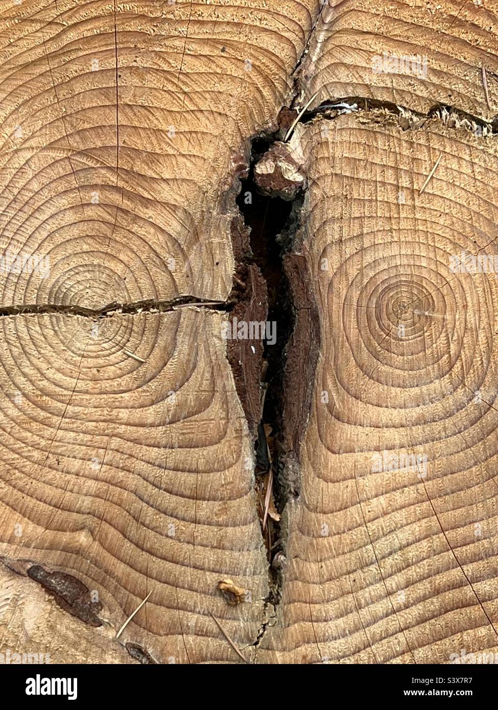 Cut tree showing annual ring growth. Looks like an owls face - Smartphone Captured Stock Image