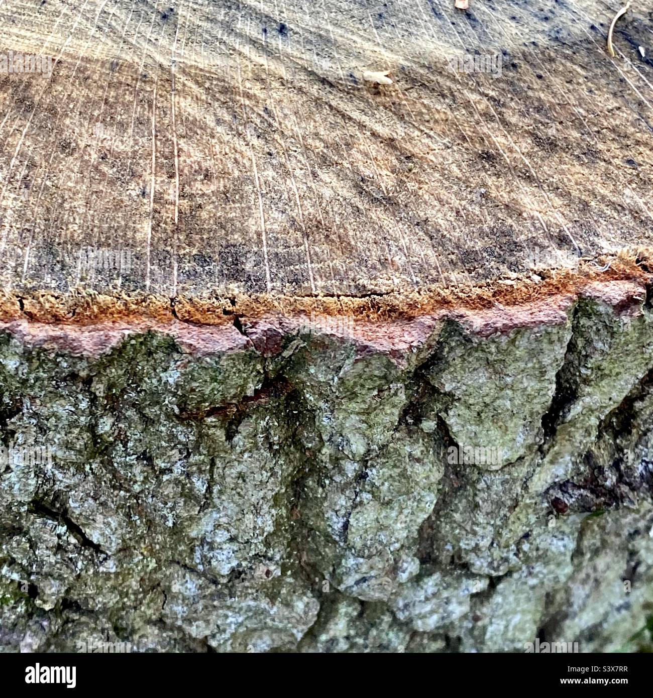 Tree stump close up - Smartphone Captured Stock Image