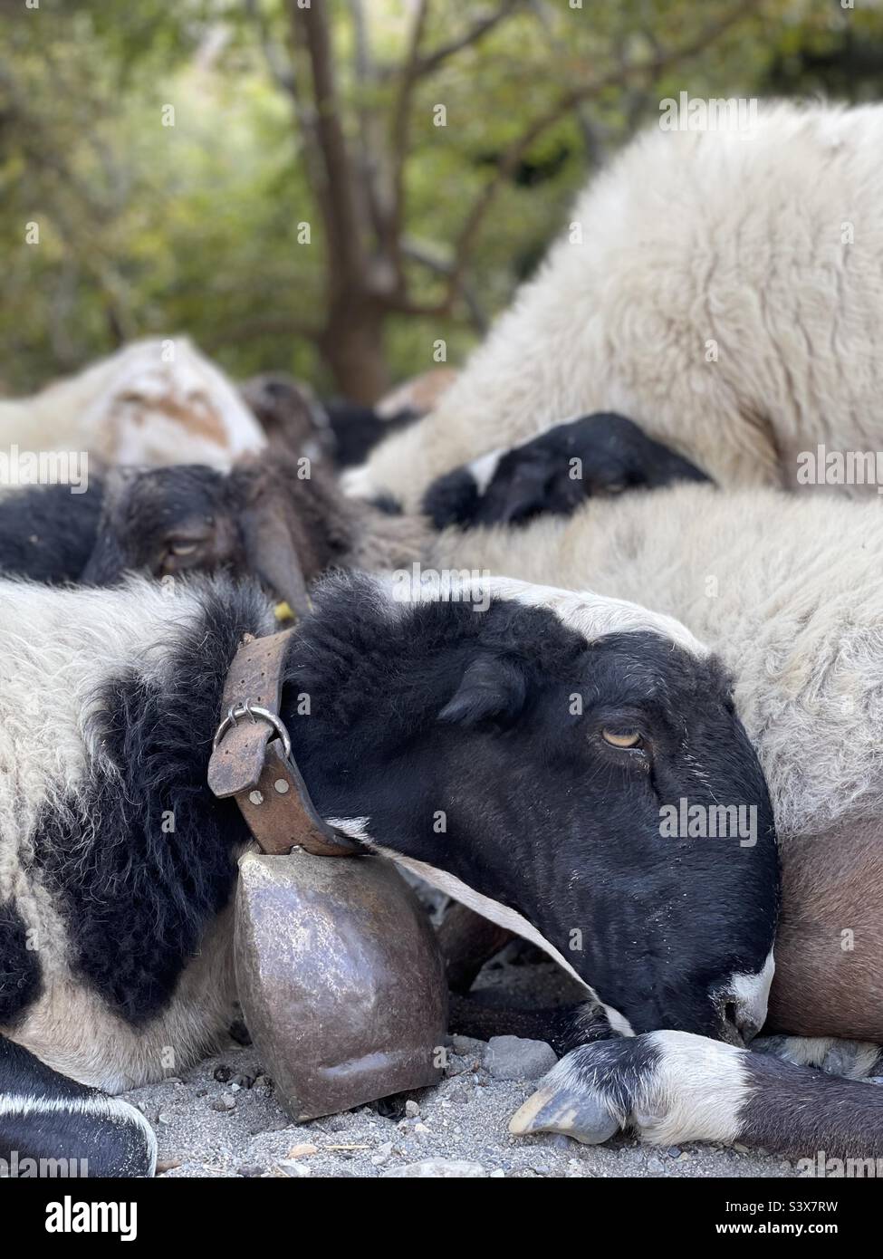 Sheep bell on sheep hires stock photography and images Alamy