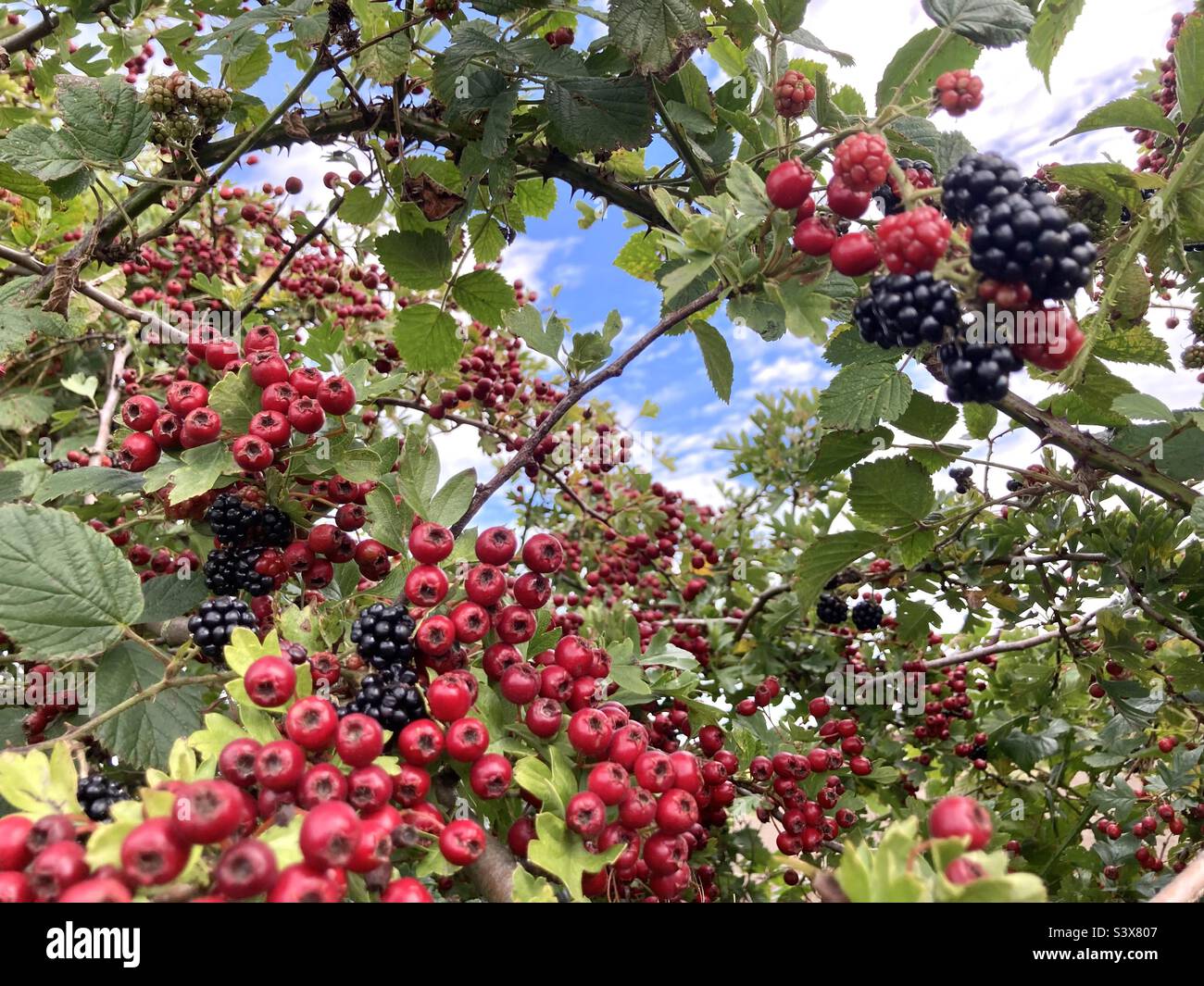 Autumn hedgerow berries Stock Photo