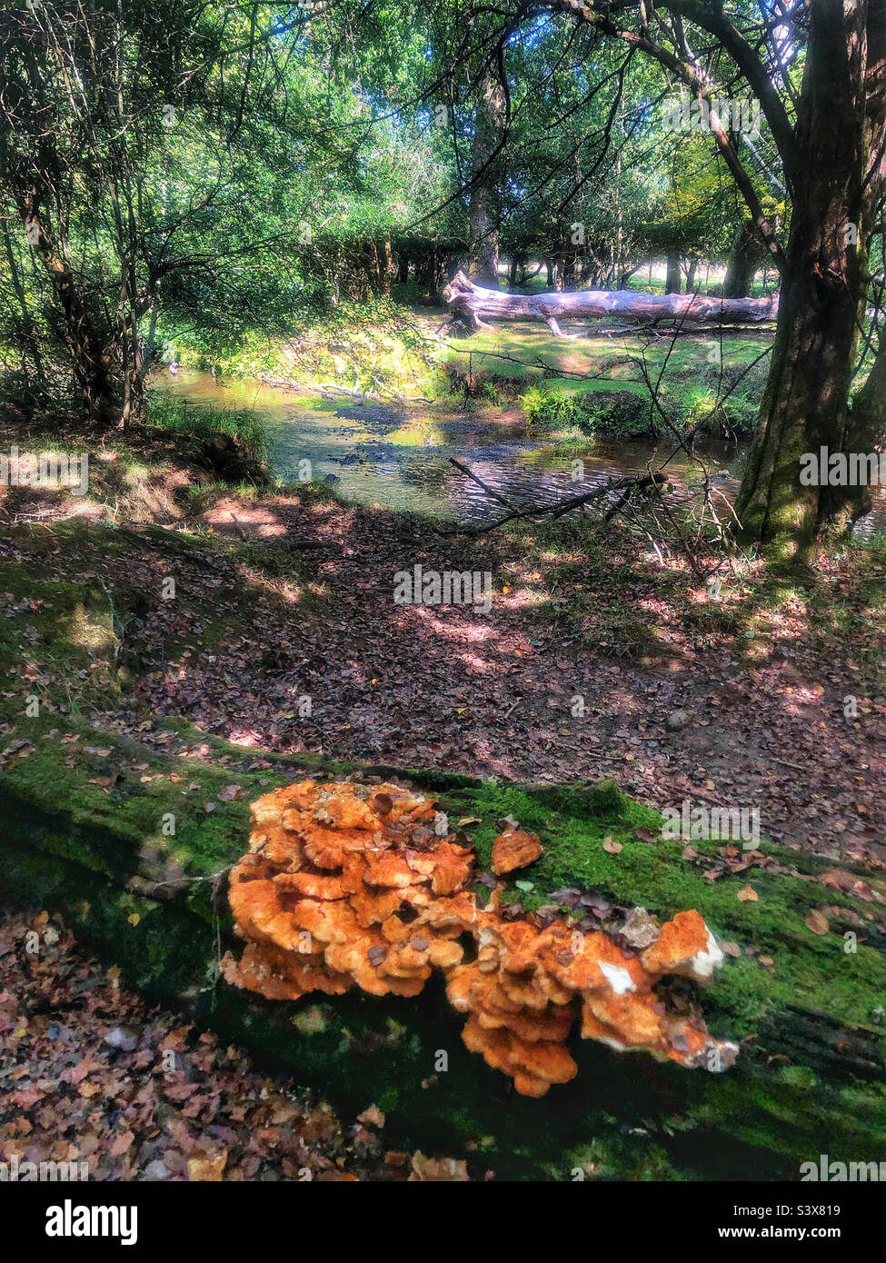 Mushrooms on rotting tree next to Ober Water stream near Brockenhurst ...