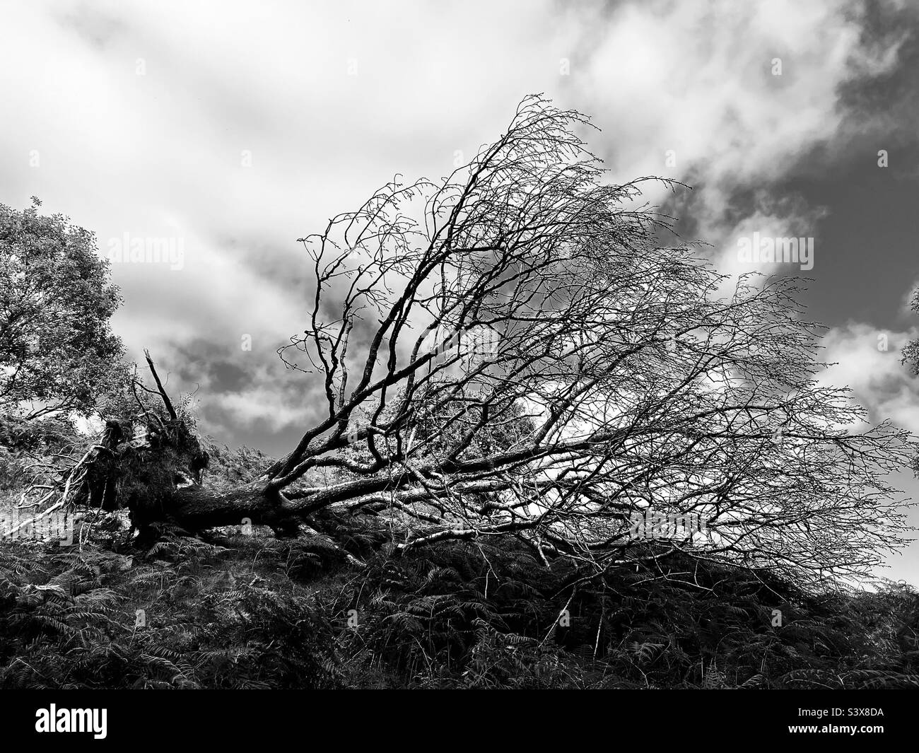 Fallen tree in black and white Stock Photo
