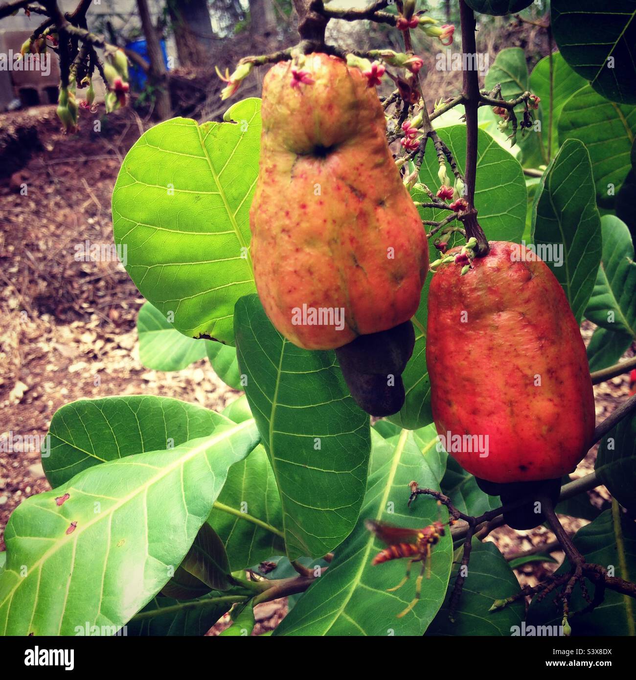 Cashew tree, cashew fruit, cashew Apple Stock Photo Alamy