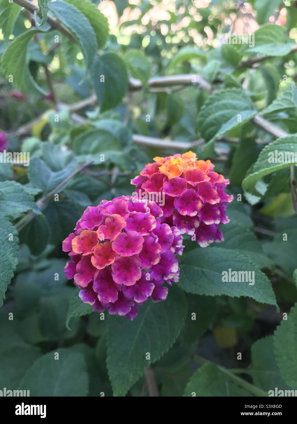 pretty flowers Stock Photo