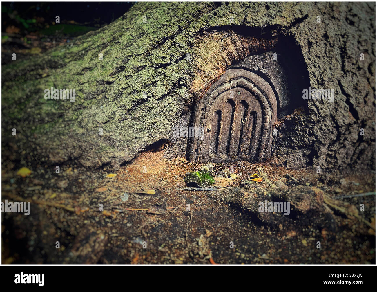 Tiny wooden door built into the trunk of a tree in The Grove woods, Felixstowe - Smartphone Captured Stock Image