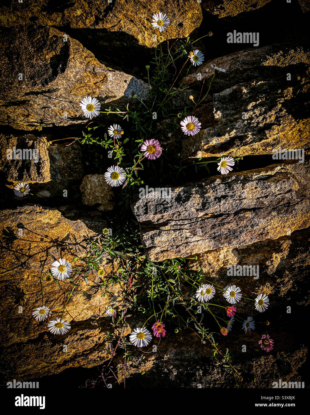 Dry stone wall wild flowers hires stock photography and images Alamy