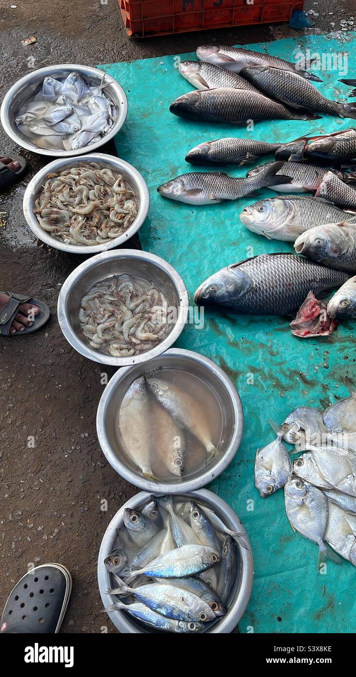 a typical indian fish market Stock Photo Alamy