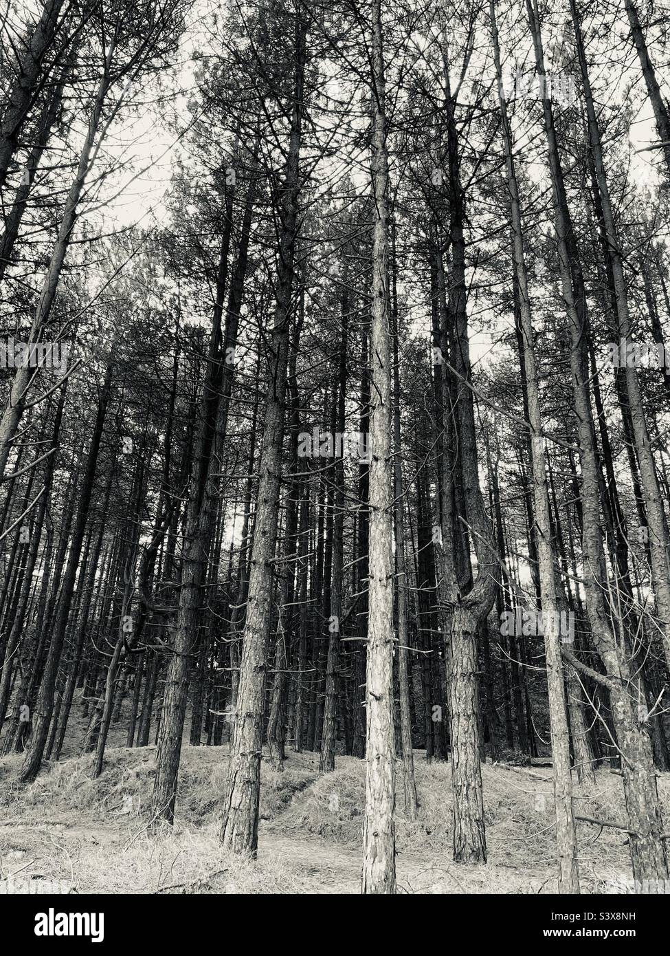 Woods - Smartphone Captured Stock Image