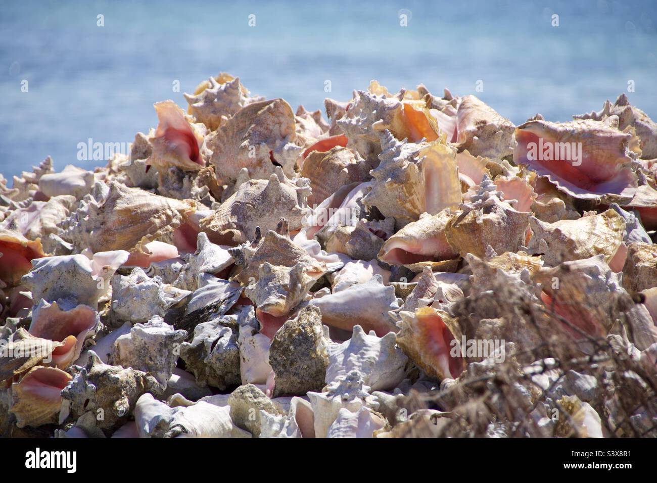 Conch Shells Stock Photo
