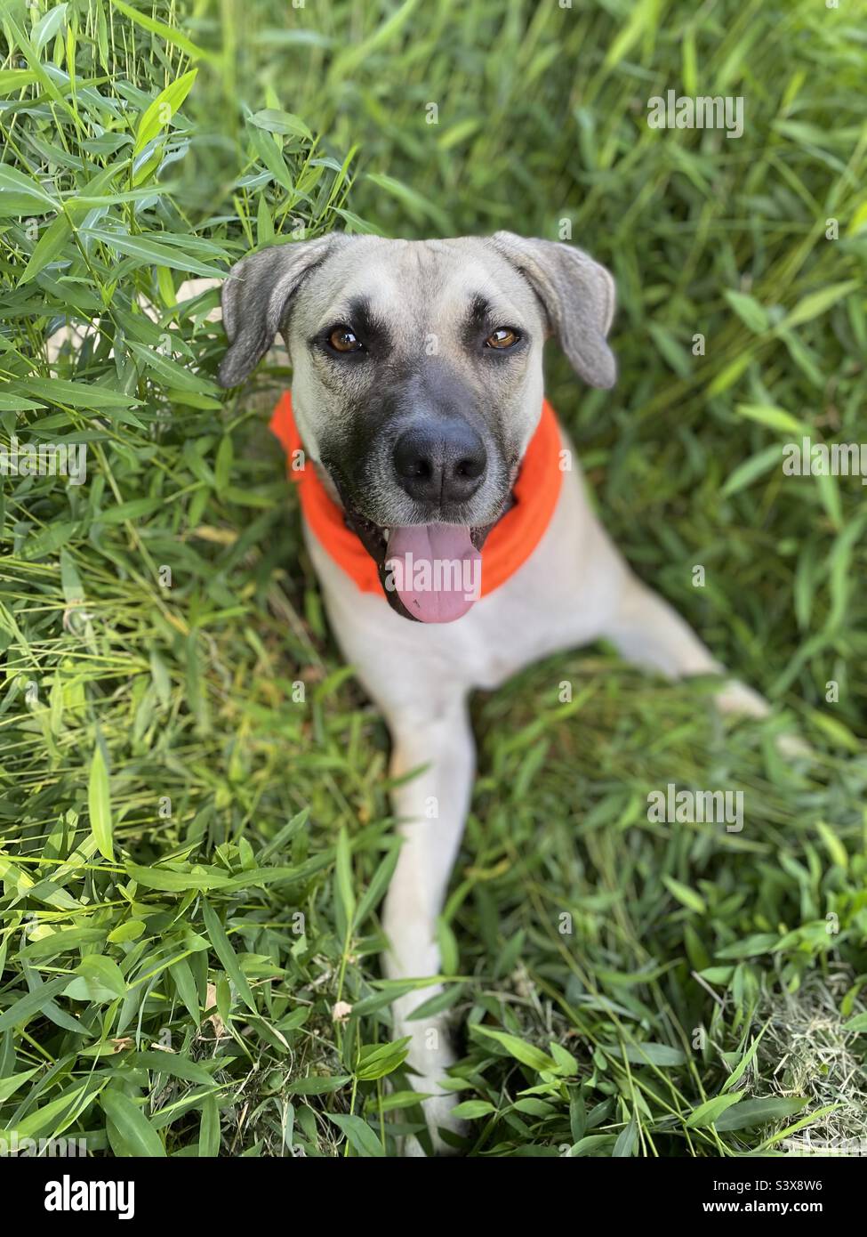 Mixed breed puppy smiles at the camera. - Smartphone Captured Stock Image