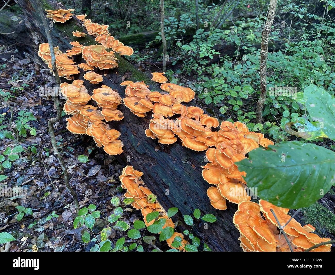 Jack O Lantern Mushrooms Hi Res Stock Photography And Images Alamy