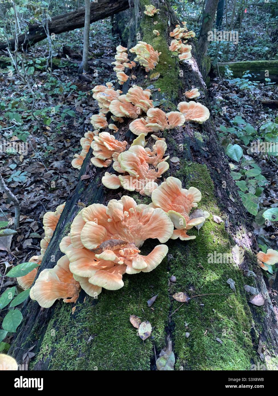 Jack O Lantern Mushrooms Hi Res Stock Photography And Images Alamy