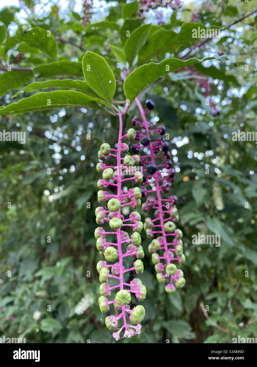 Phytolacca americana, also known as American pokeweed, pokeweed, poke sallet, dragonberries, and inkberry, is a poisonous, herbaceous perennial plant in the pokeweed family Phytolaccaceae. Stock Photo