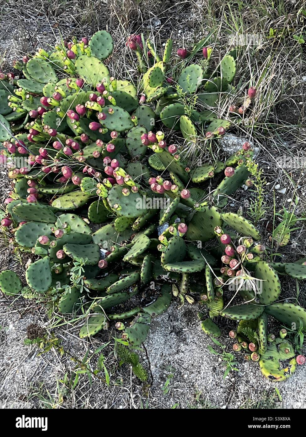 Eastern prickly pear cactus - Smartphone Captured Stock Image