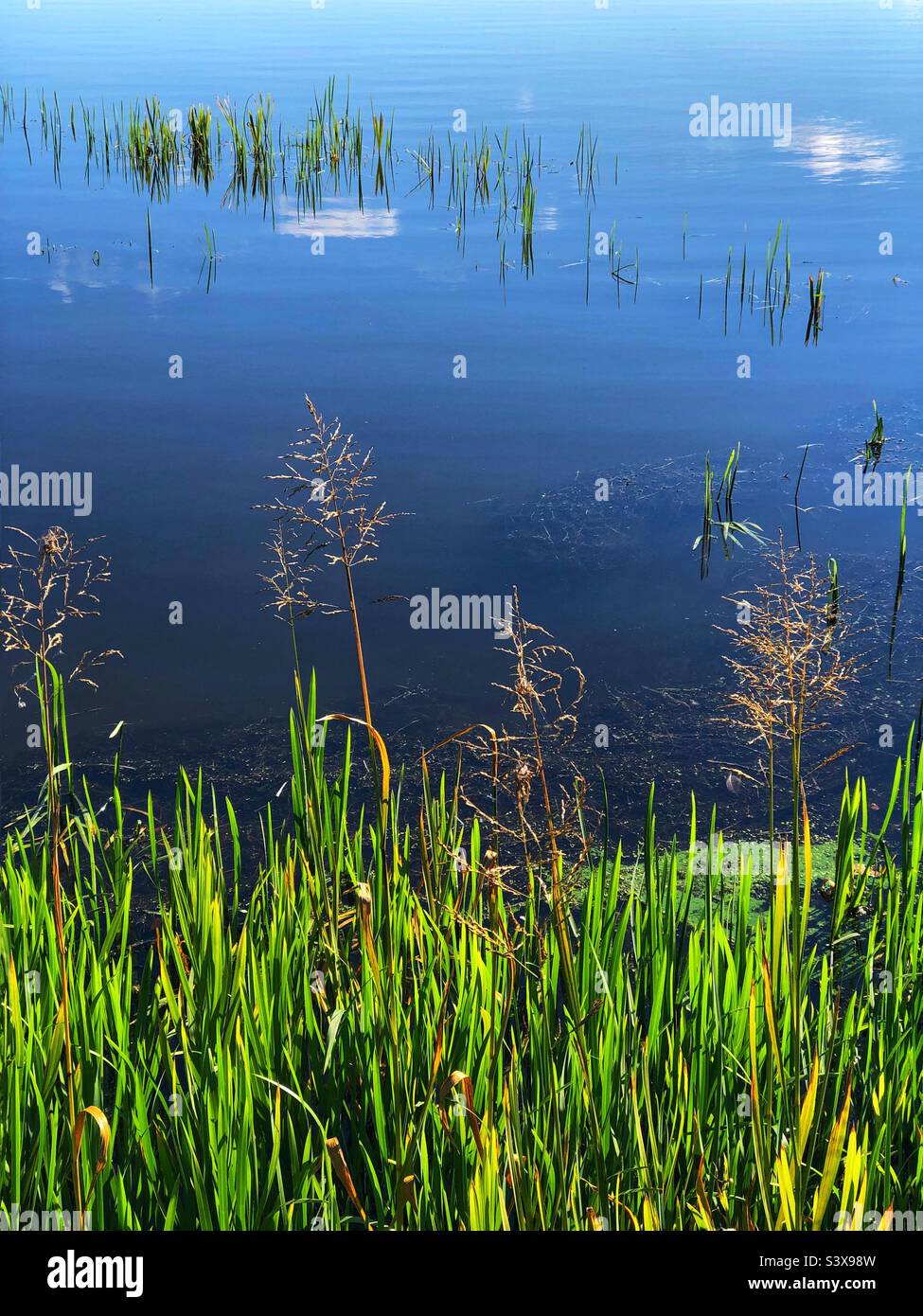 Waterside sedges and vegetation on a calm loch on a sunny day Stock Photo
