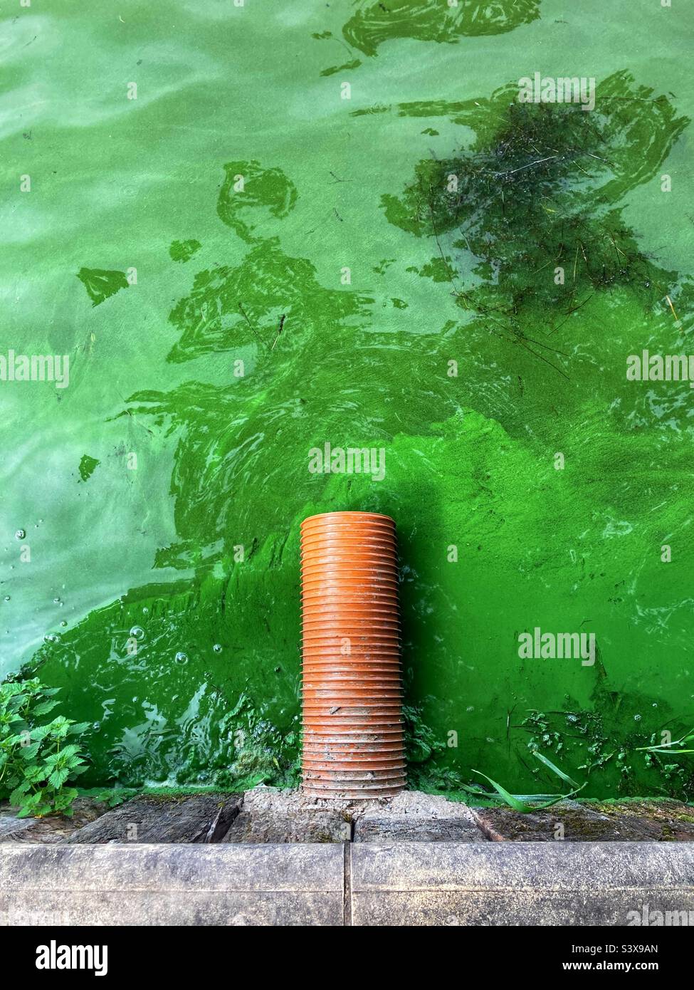 Water overflow pipe on loch covered in green algae bloom, Eutrophication - Smartphone Captured Stock Image