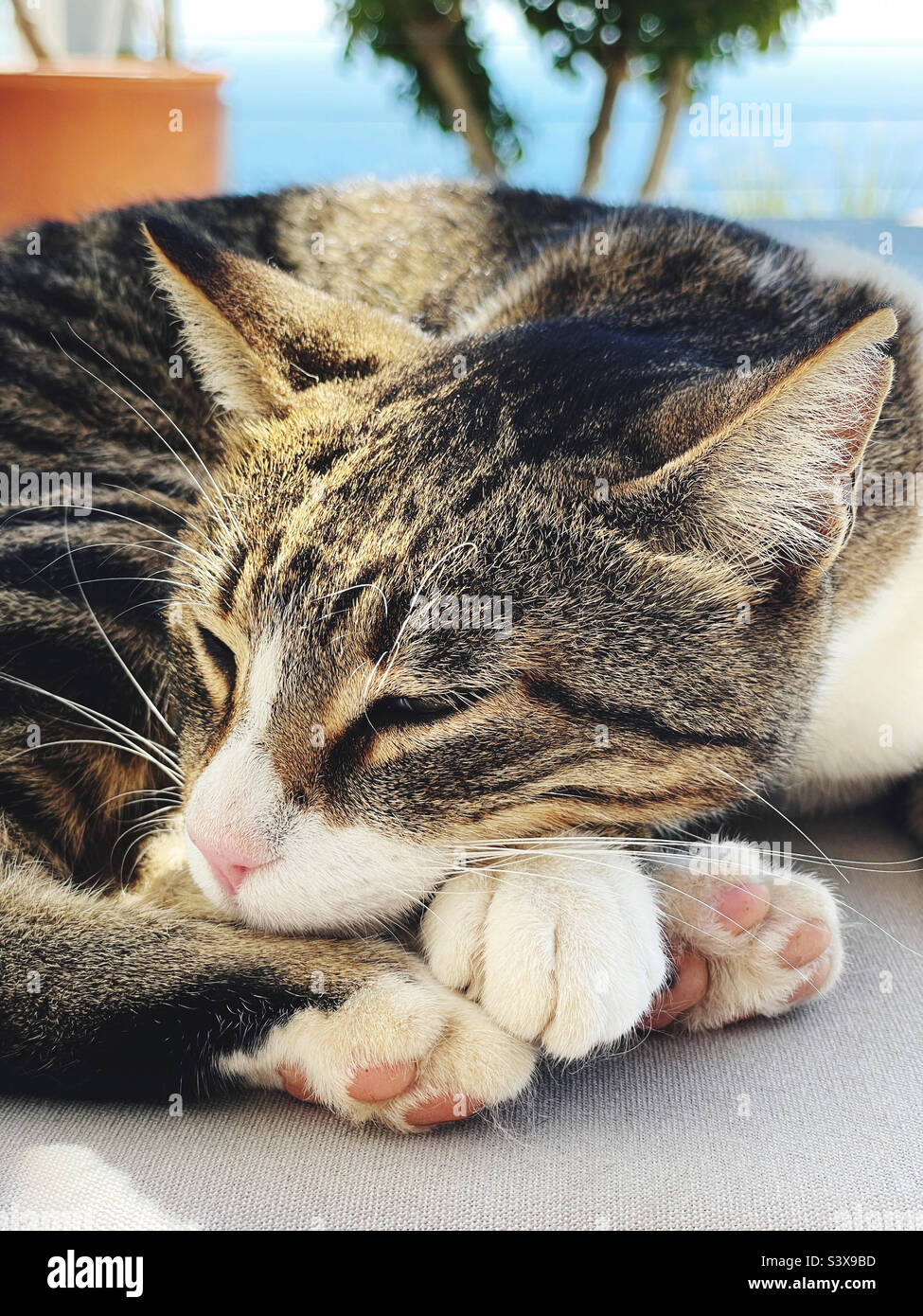 Stray kitten on the island of Crete, Greece - Smartphone Captured Stock Image