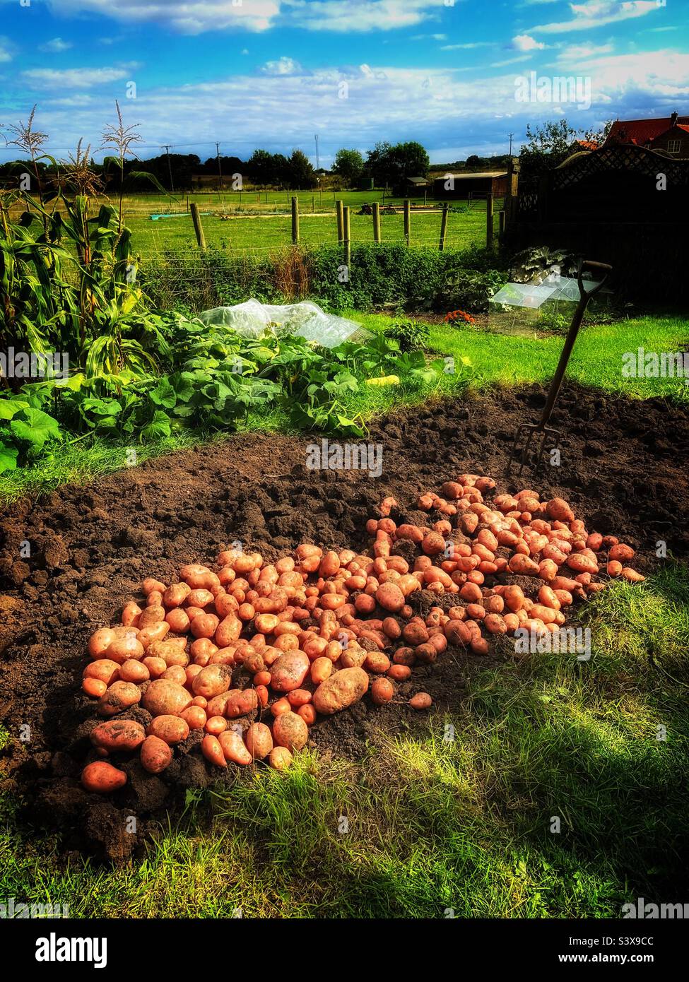 Crop of Desiree potatoes. Lincolnshire, UK Stock Photo Alamy