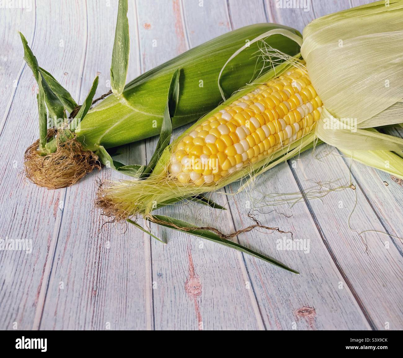 Two ears of freshly picked bicolour corn. - Smartphone Captured Stock Image