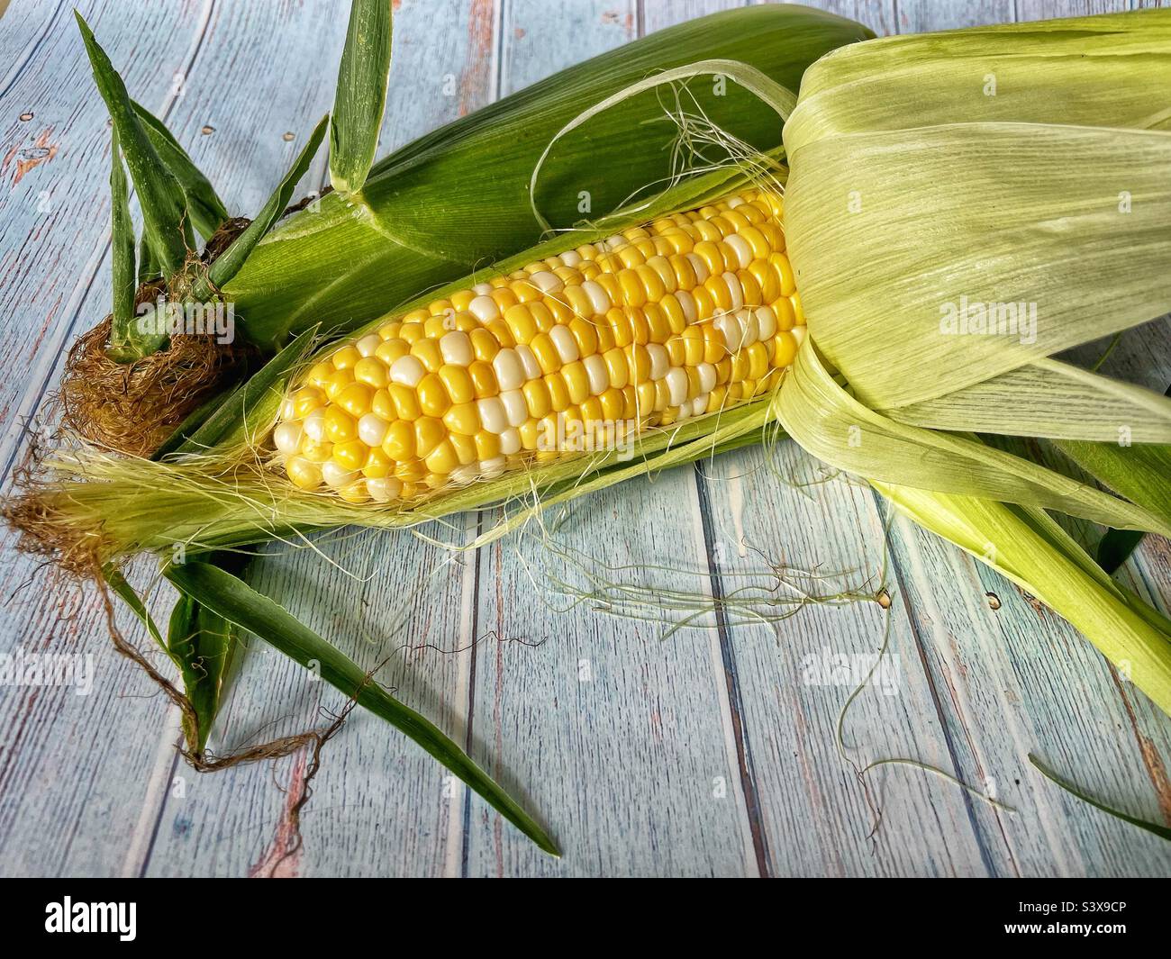 Two freshly picked ears of bicolour corn. - Smartphone Captured Stock Image