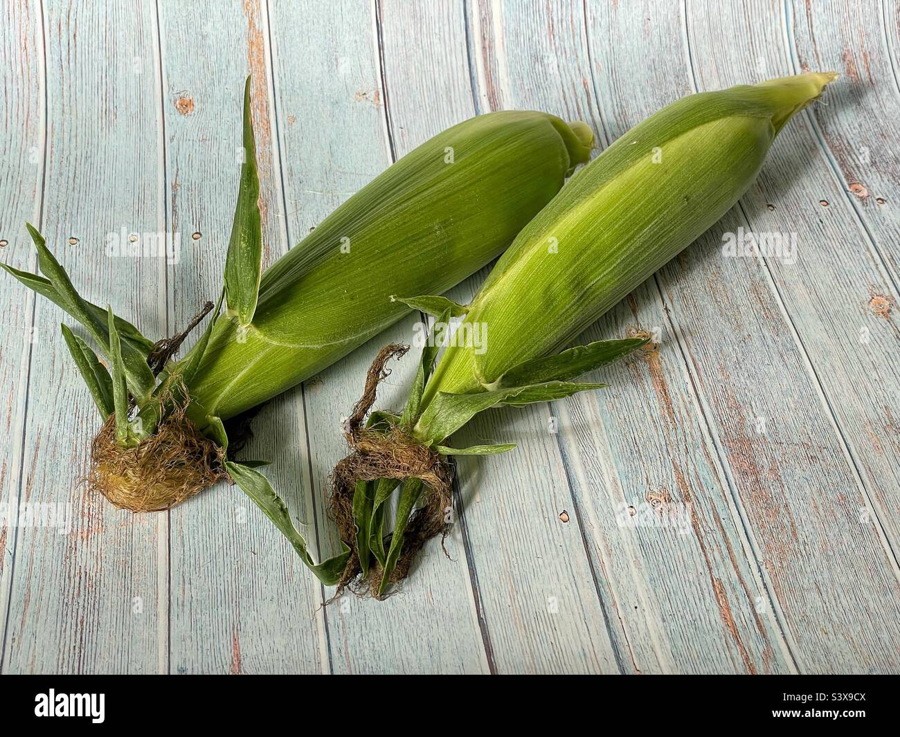 Too ears of freshly picked corn. - Smartphone Captured Stock Image