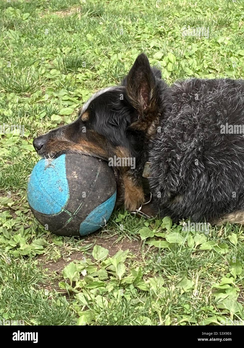 Guarding ball hires stock photography and images Alamy