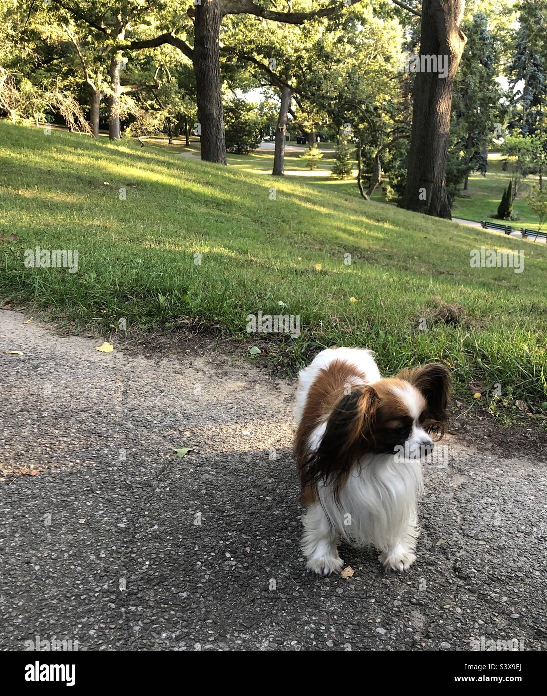 Small little dog in the park. Stock Photo
