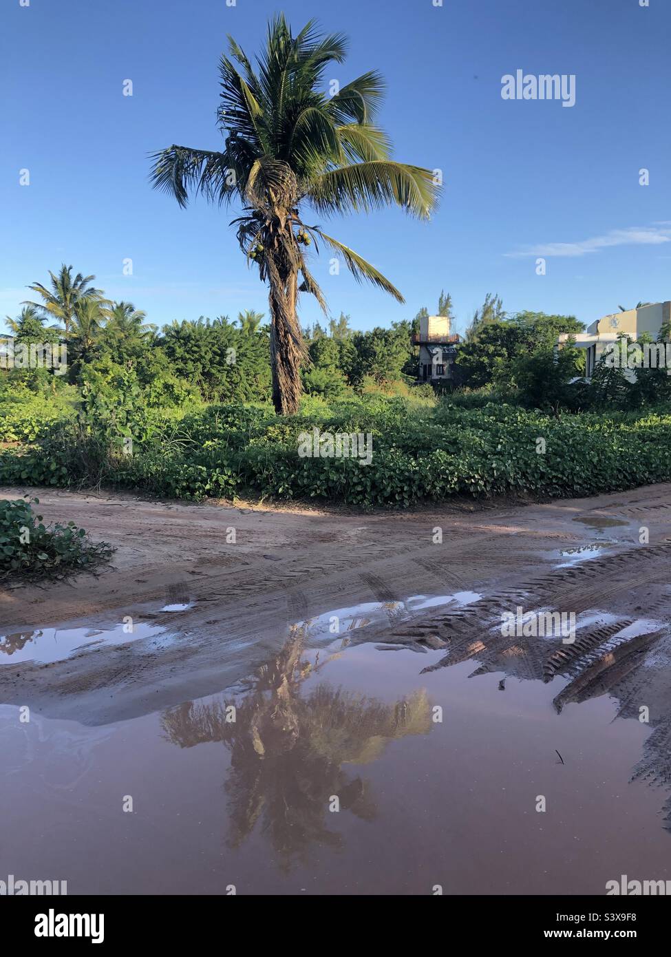 Reflection of the palm tree in a puddle. Stock Photo