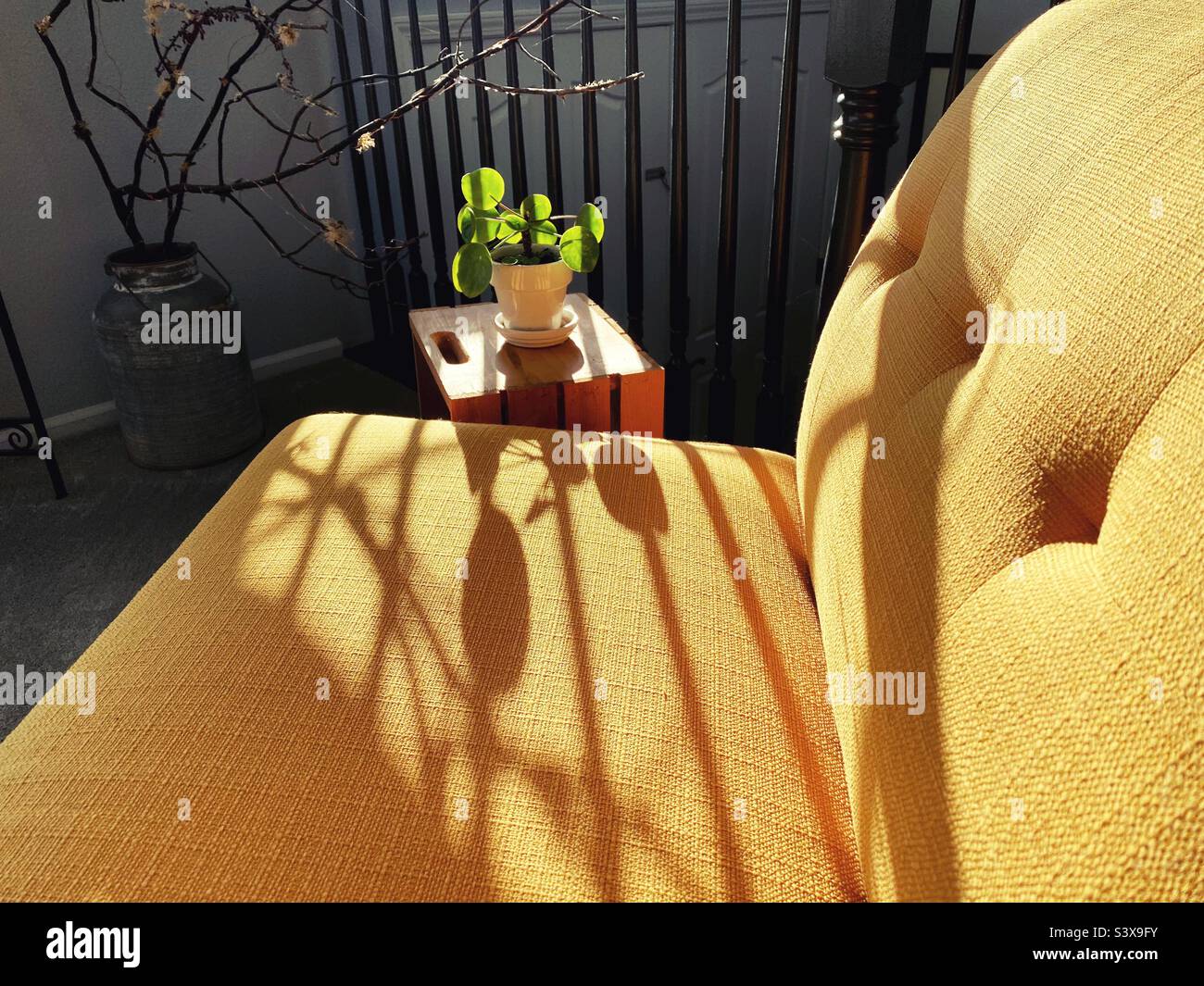 Shadow of a Chinese money plant against a yellow sofa. Stock Photo
