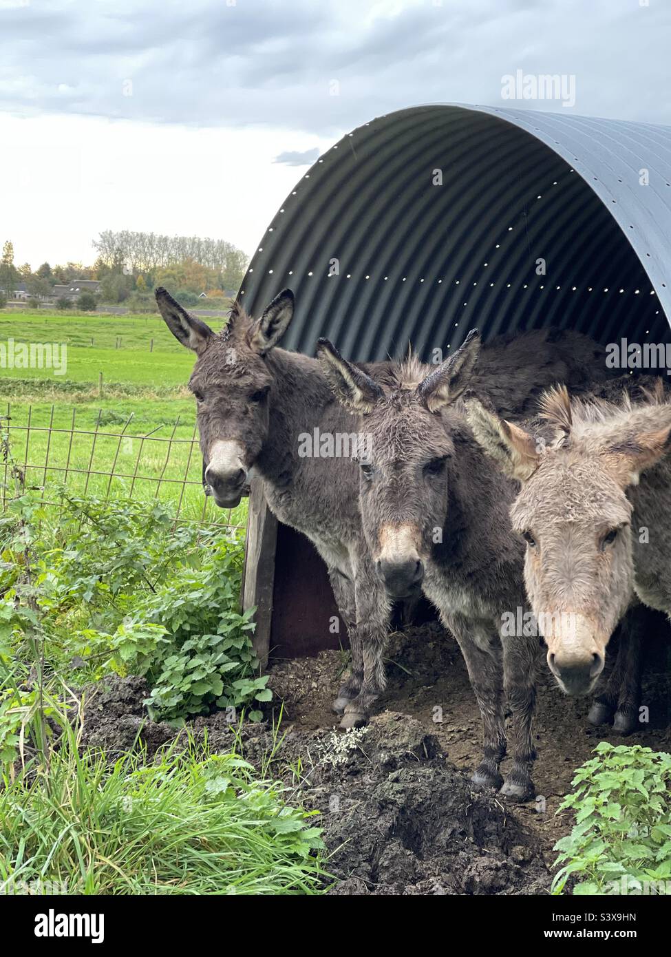 Three donkeys in shelter Stock Photo Alamy