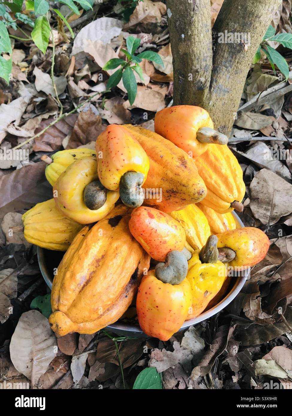 Organic cashew harvest in tropical forest healthy fruit Stock Photo Alamy
