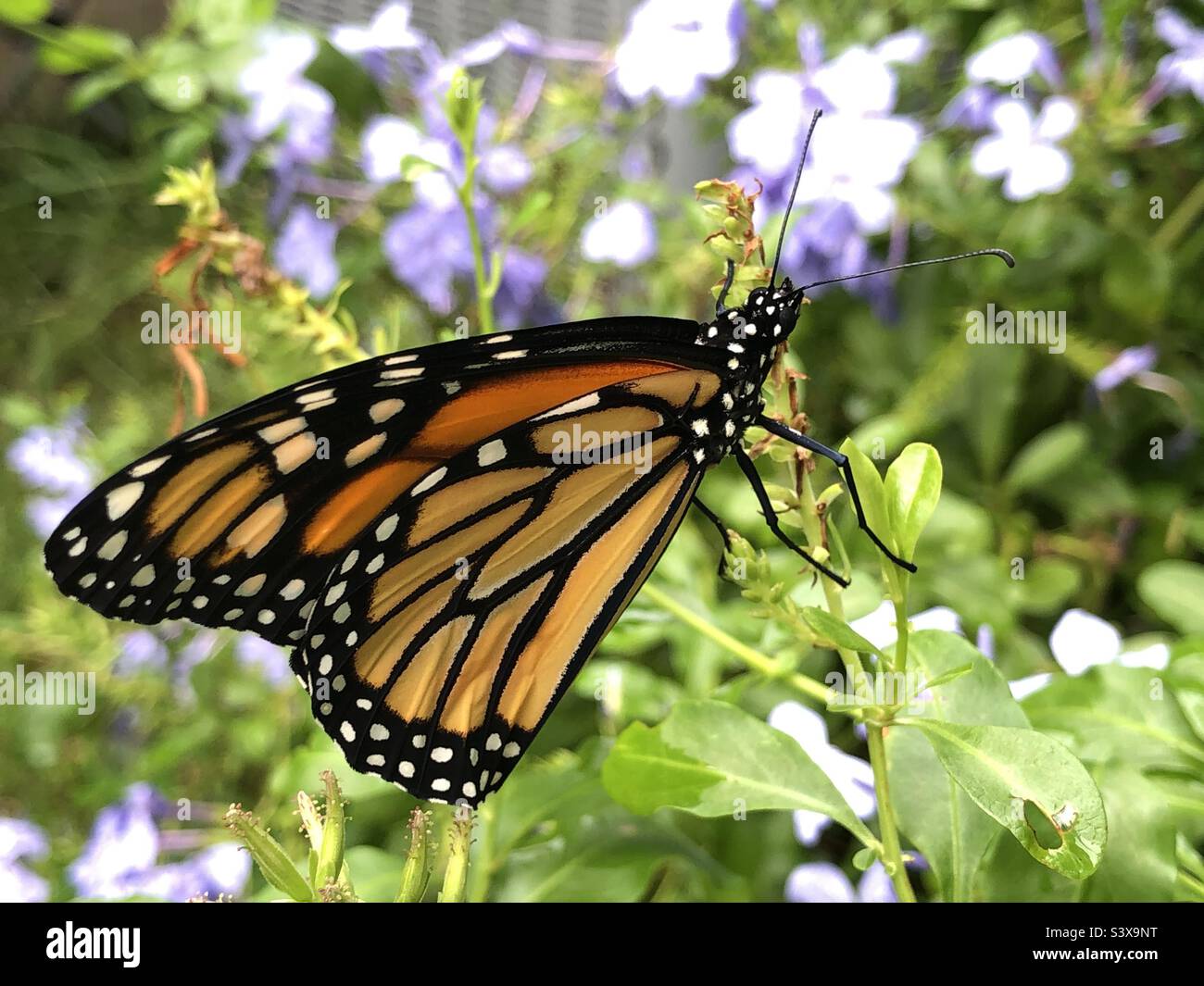 Newly released endangered species male Monarch butterfly on a plumbago plant in Ponte Vedra Beach Florida USA. Stock Photo