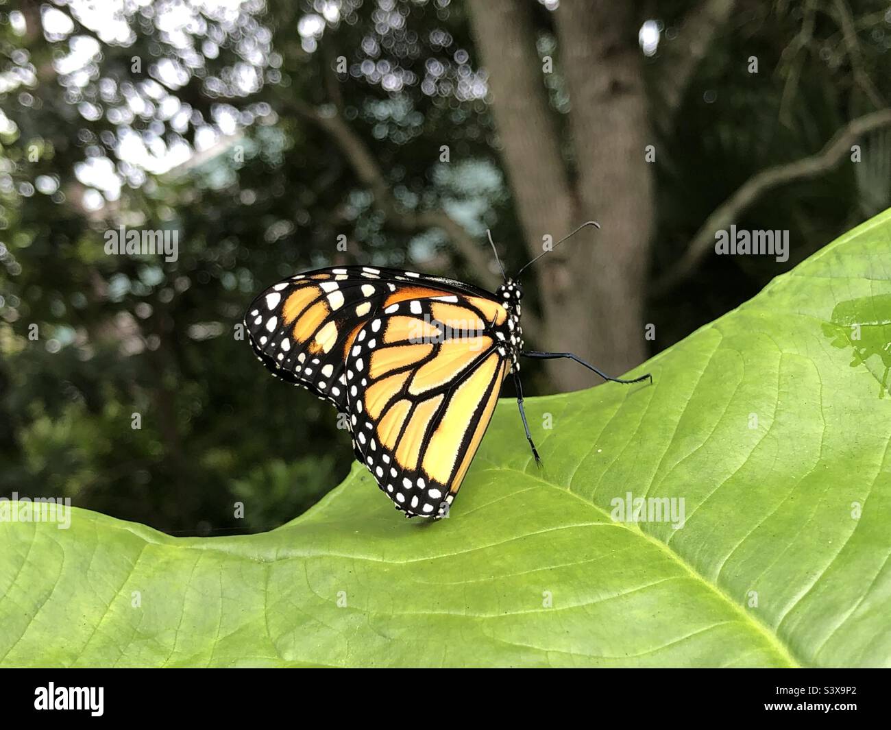 Newly released endangered species male Monarch butterfly on an elephant ear leaf in Ponte Vedra Beach Florida USA. Stock Photo