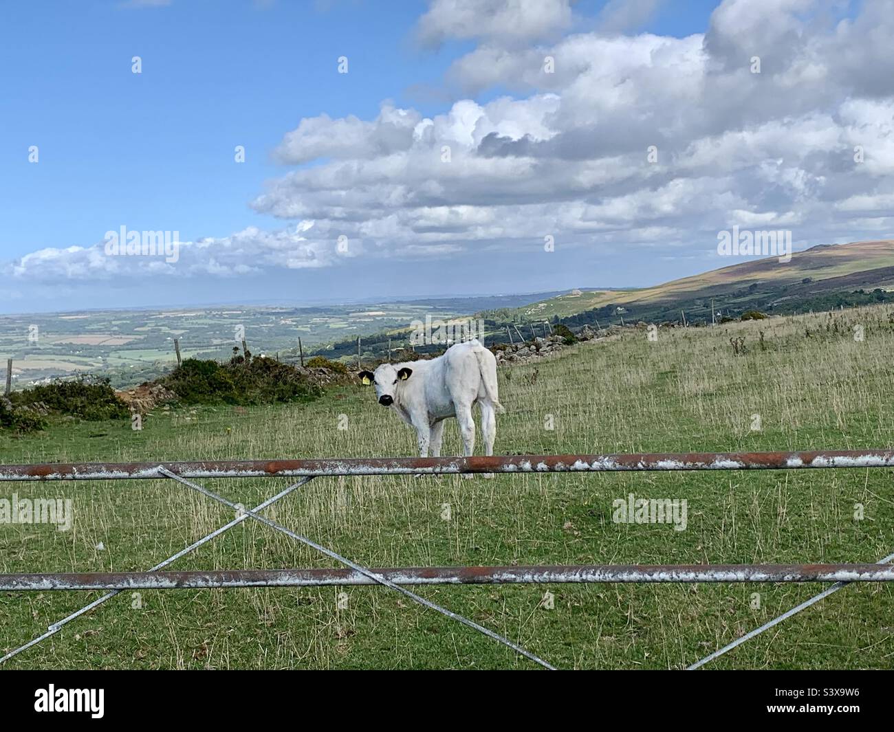 Cow and gate Stock Photo Alamy