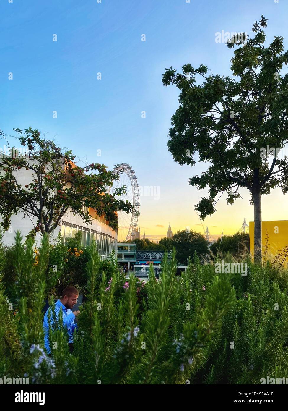 Man sits in the roof terrace or garden at Queen Elizabeth II Hall, South Bank, London at sunset Stock Photo