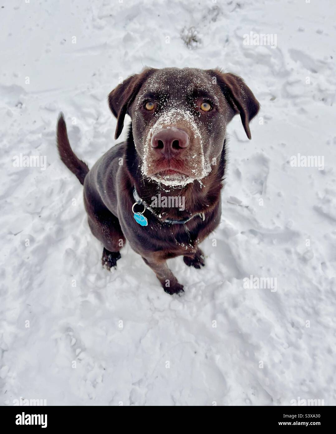 Chocolate Lab with snow covered face Stock Photo