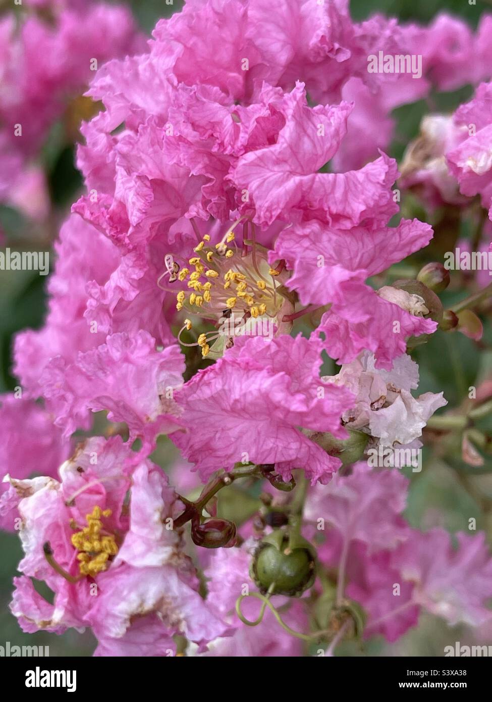 Crepe Myrtle in full bloom in summer Stock Photo Alamy
