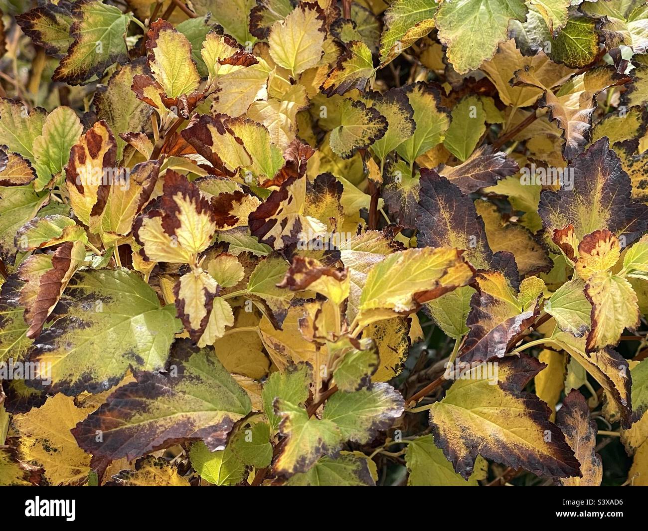 Beautiful natural abstract made up of these changing leaves on shrubbery during the autumn in Utah, USA on the landscaped grounds of a local church house. Stock Photo