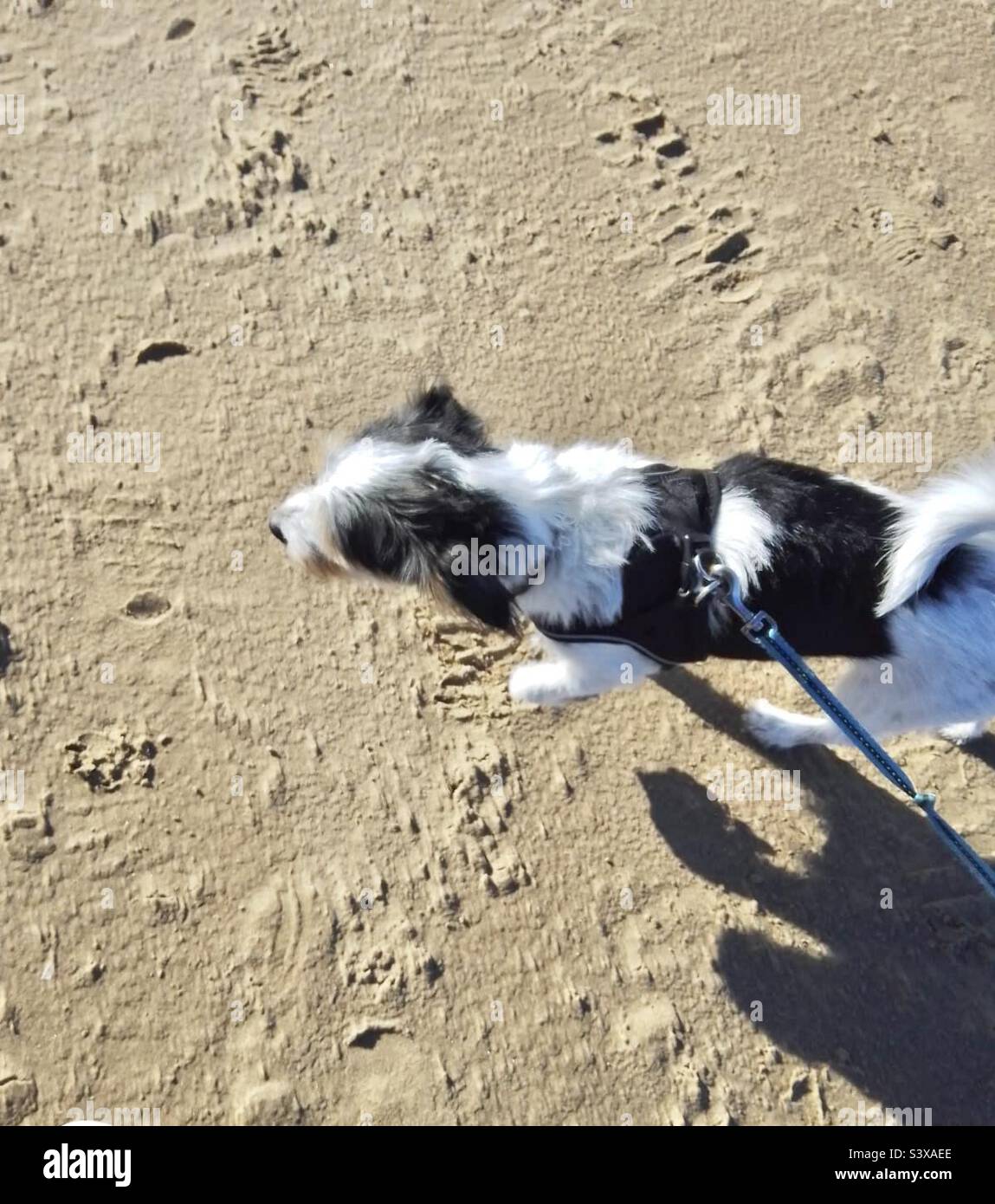 Walking the dog on a beach - Smartphone Captured Stock Image