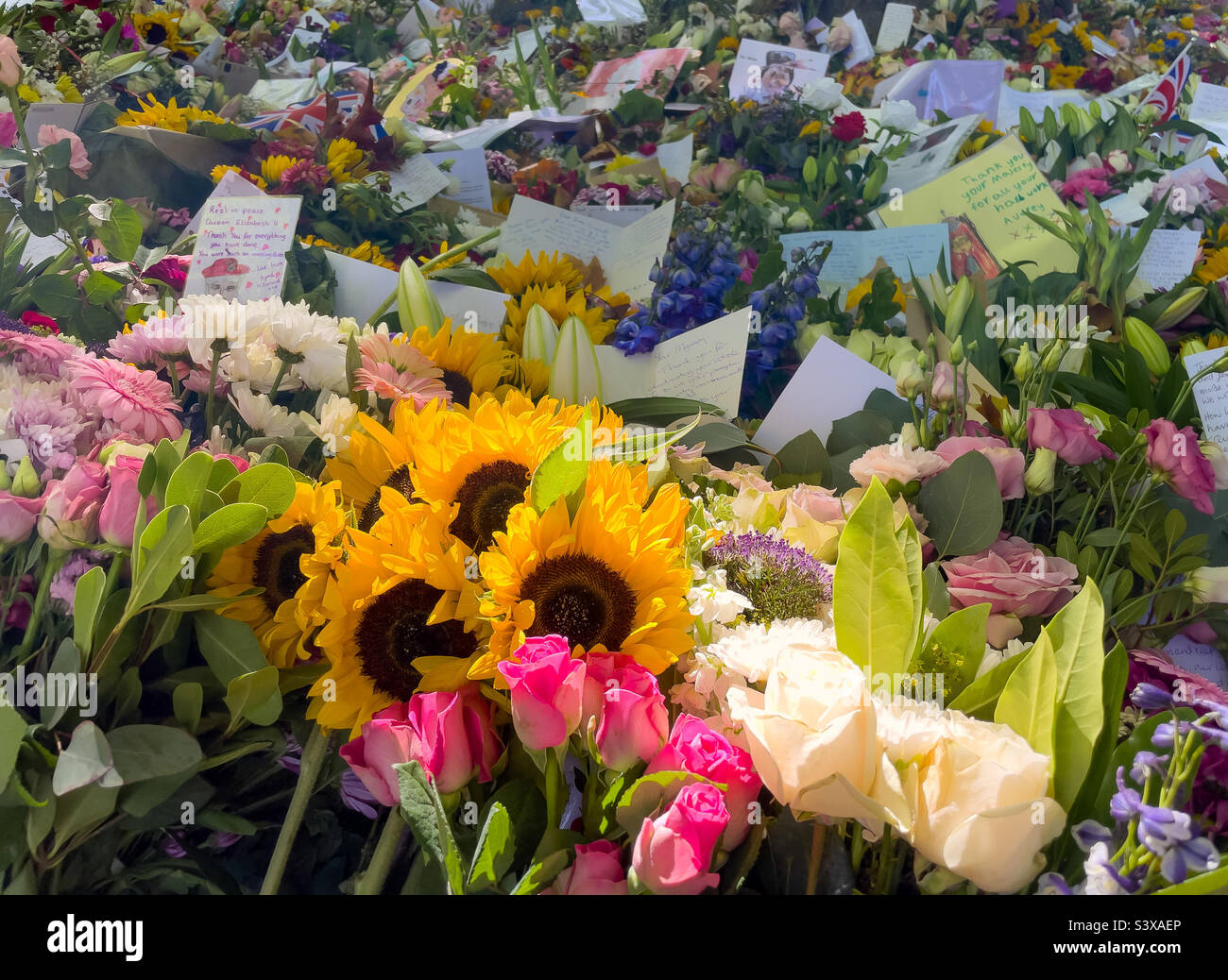 Shaft of sunlight on sunflowers amongst the floral tributes for The Queen, Green Park, London 17 September 2022 - Smartphone Captured Stock Image