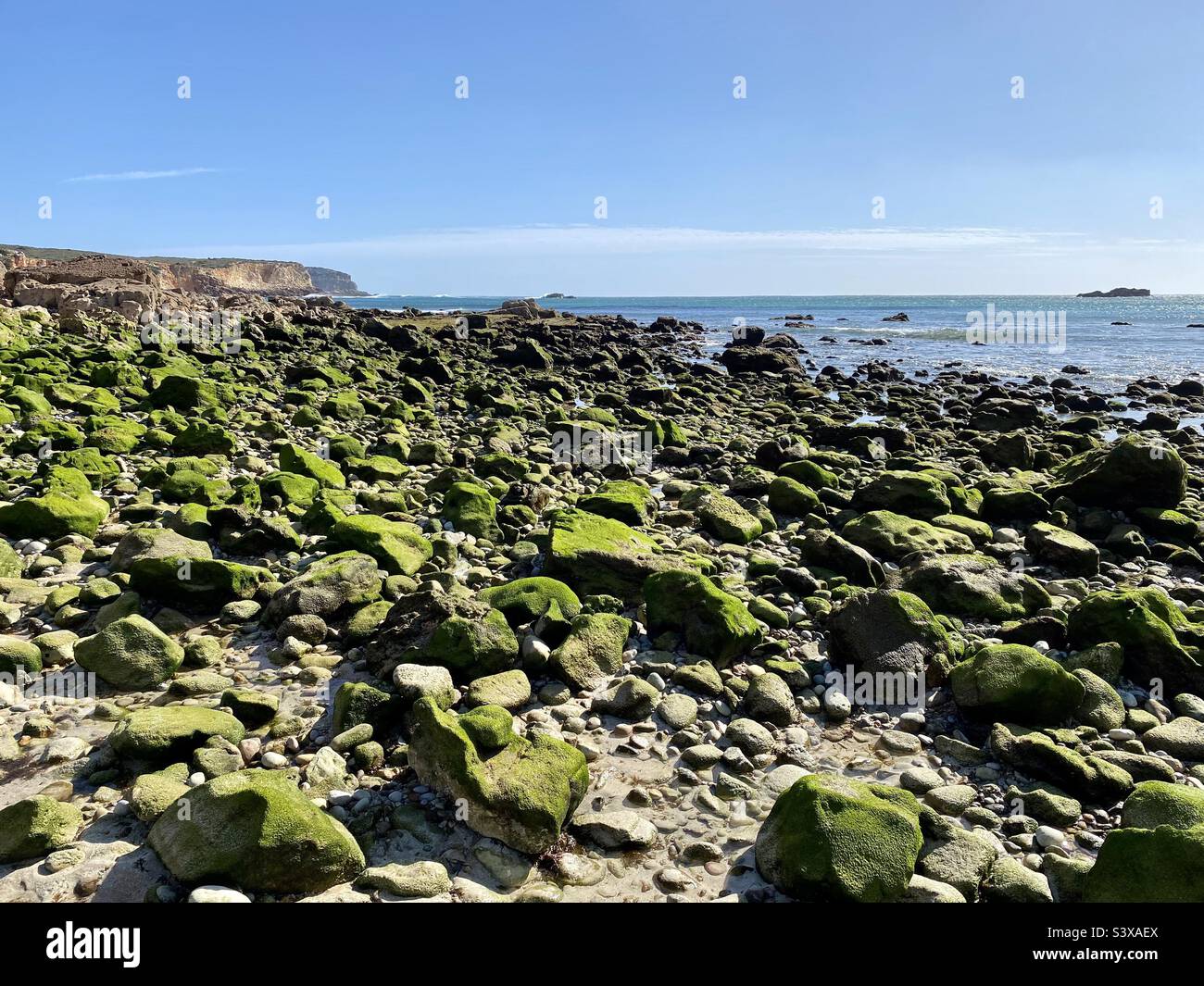 Green algae covered rocks on a beach at low tide Stock Photo