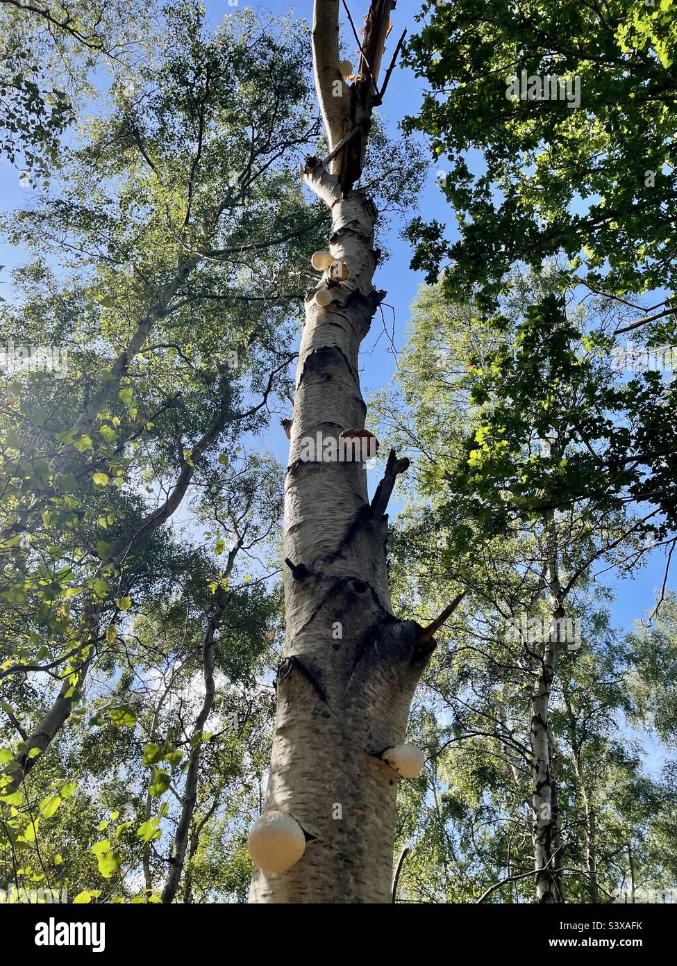 Bubblegum blowing tree trunk. Fungus growing out of this tree trunk