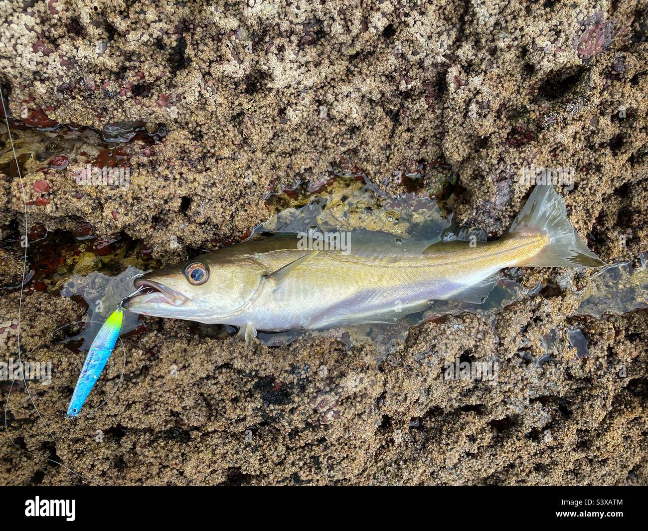 A Pollack (Pollachius pollachius) caught on a lure from the shore in Wales on barnacle covered rocks. Stock Photo
