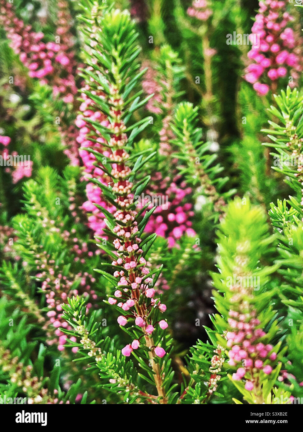 erica vaganas or cornish heath in bloom Stock Photo