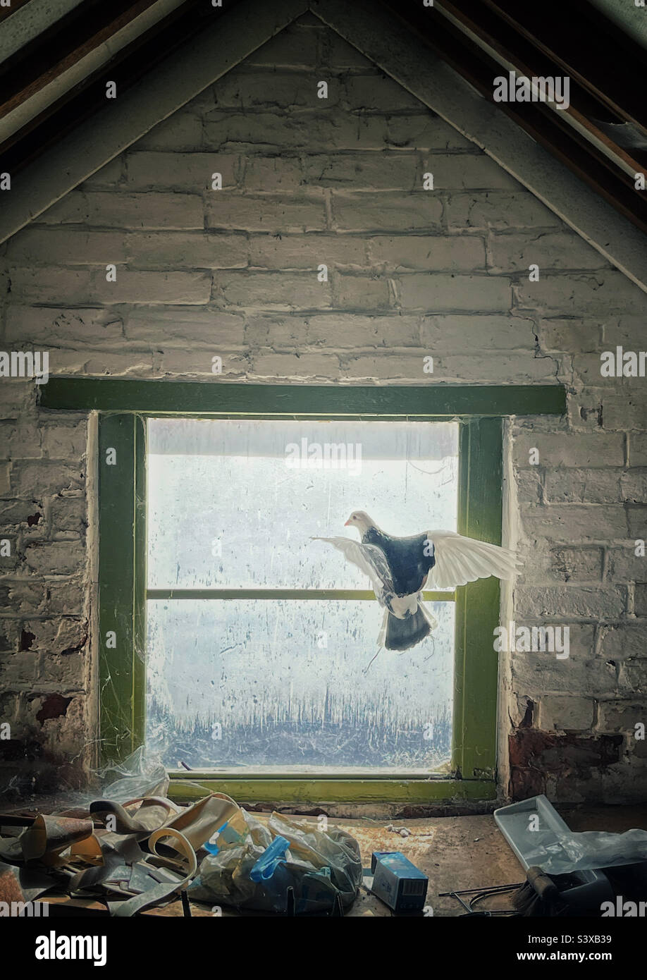 Pigeon trapped indoors flies towards a closed window - Smartphone Captured Stock Image