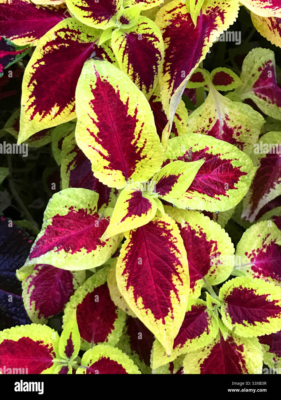 Coleus plant - Smartphone Captured Stock Image